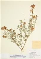 藏品(槐藍木)的圖片